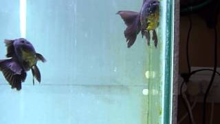 Black Lionhead Dfish -10Cm