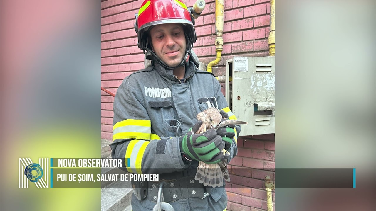 PUI DE ȘOIM, SALVAT DE POMPIERI