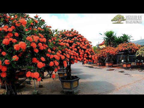 Video Một trong những vườn Mẫu Đơn đẹp nhất Nam Định ||... - youtube