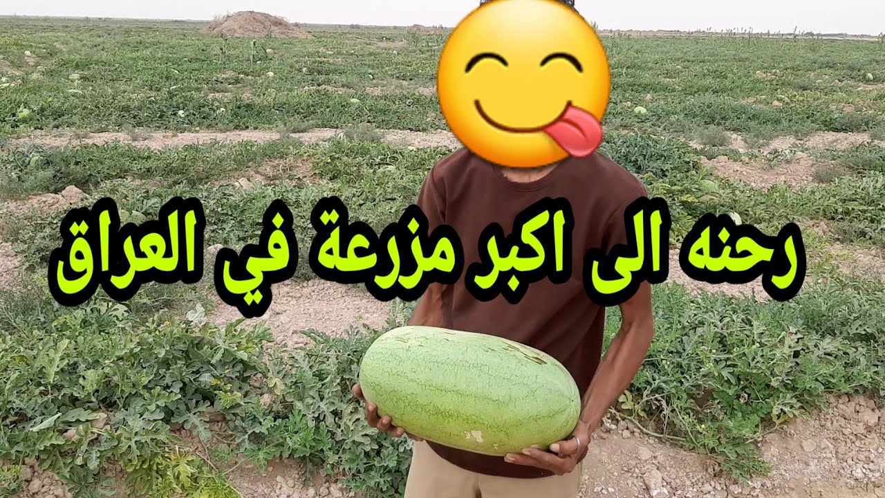 رحنه الى اكبر مزرعة ركي في العراق في شيخ سعد في الكوت