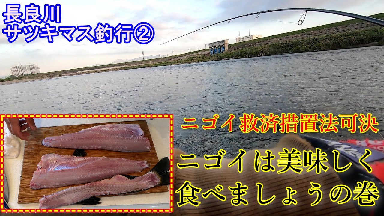 釣り 長良川サツキマス釣行 ニゴイは食えばいいと思う Youtube