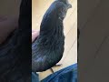 黒いニワトリ名前はピータン #アヤムセマニ #shorts