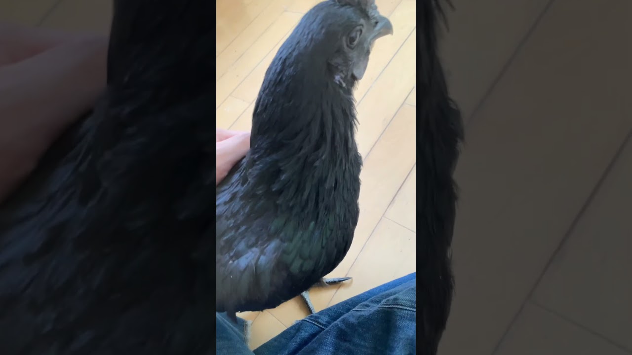 黒いニワトリ名前はピータン #アヤムセマニ #shorts