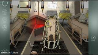 Feeding and move piglets to the creep area News
