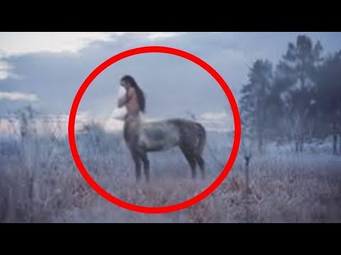 Vidéo: Quel animal est mi-cheval mi-âne ?