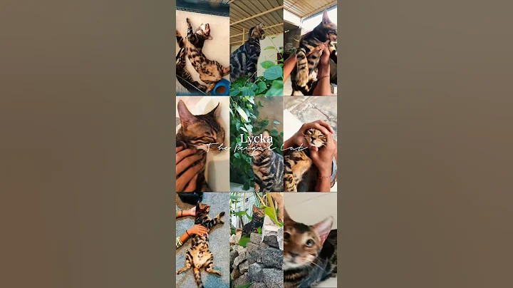 Video 10908081: bengalcat bengals cat kitten, bengalcat usa