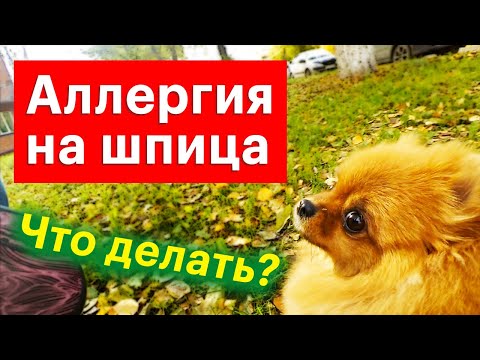 Аллергия на кошек и собак породы шпиц. Немецкий или померанский шпиц. Симпарика от клещей