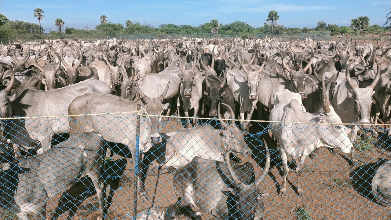 புலிக்குளம் பூர்வக்குடி கிடை மாடுகள் | கோழிக்குடி கண்ணன் கிடை | Kidai Madu | Jallikattu