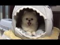 まったりポメラニアンとボーダーコリー