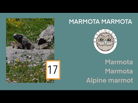 Bestioletes 17- Marmots, always with the family!