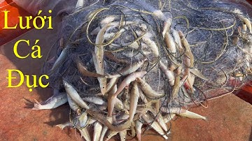 Tập 7 : lưới cá đục | hoàng Phú quốc