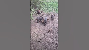 Family! @ReolinkCameras #reolink #trending #animals #wildlife #wildlife #lithuania #shorts