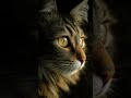Cat Looking for Prey | Intense Hunting Instinct | Wildlife Cinematic | World of Nature