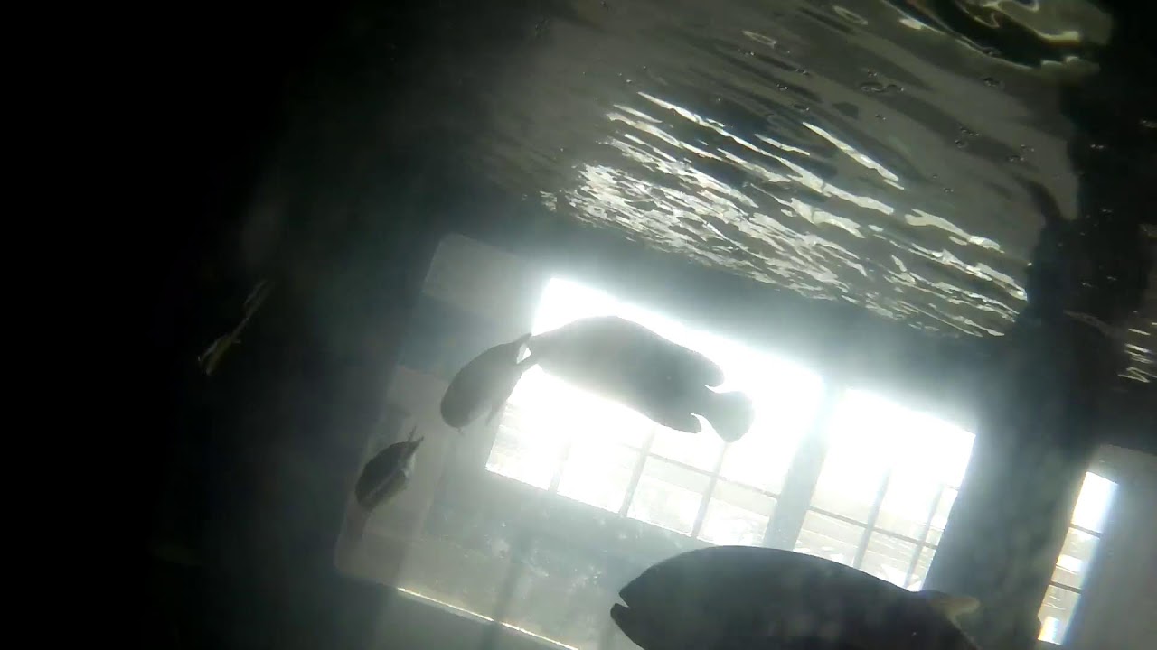 Port Royal Sound Foundation Aquarium Live Cam