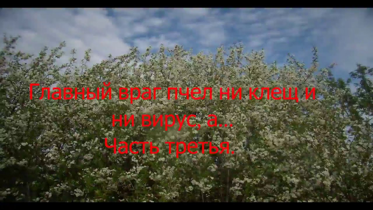 Главный ВРАГ пчел ни клещ и ни вирус, а ... Часть третья.