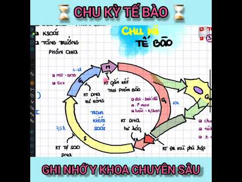 Video: Giai đoạn nào của chu kỳ tế bào là quan trọng nhất?