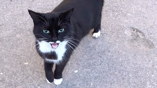 Tuxedo cat is beautiful and old cat meowing