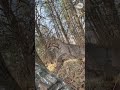 Bobcat quietly stalks and strikes hunter. See chilling video.