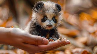 Baby Animals Adventure 4K (60FPS) - Funny Cute Young Animals With Relaxing Piano Music by BGM Relaxation 212 views 4 days ago 24 hours