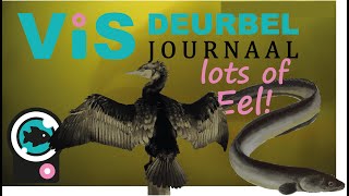 Visdeurbel Journaal - Week 12 Cormorants on the hunt \u0026 lot's of eel