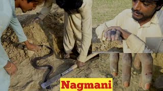 Black Cobra Snake bite the Jogi during Snake Hunting,Nagmani