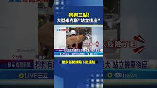 街頭驚見大型犬"站立機車後座"｜三立新聞網 SETN.com