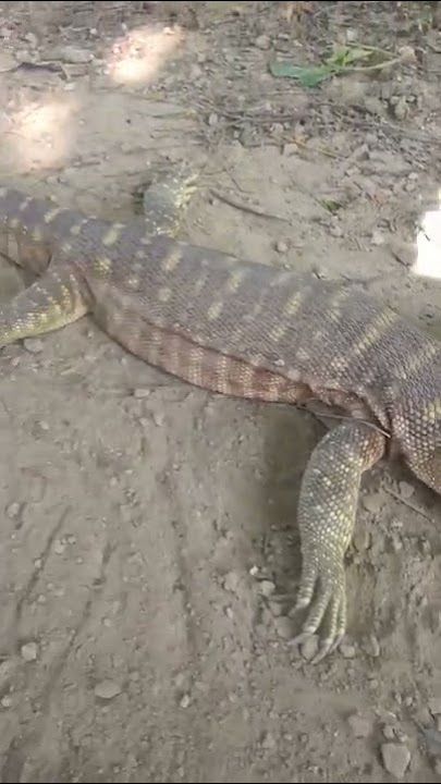 Reptile. Magar gota bich khopada chipkali 😰😰😰👍😅
