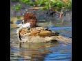 水たまりで水浴びスズメさん🐤💦🐤💦🐤💦🐤💦🐤💦🐤💦🐤💦🐤💦🐤💦🐤💦🐤💦