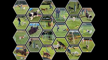 Beginner agility class - my students