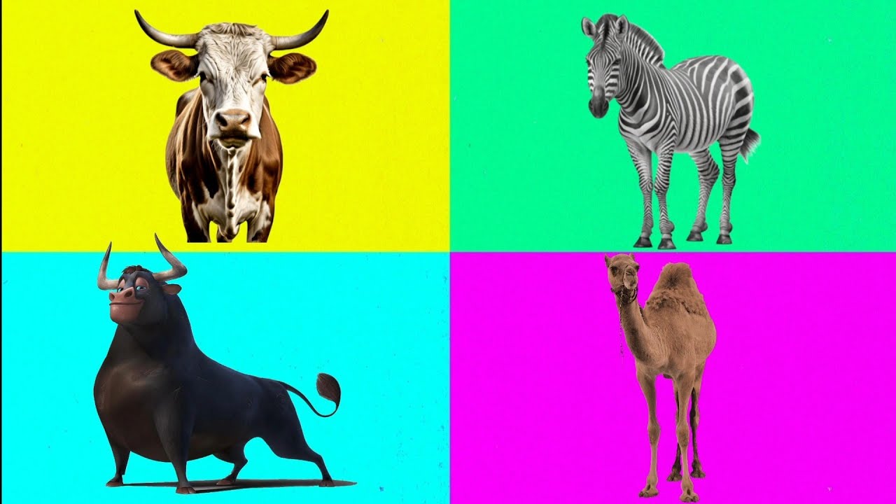 Who wins this wild battle? 🤯 🐄🦓 Zebra & Cow vs Camel & Ferdinand 🐫🐂