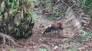 Ayam Hutan Pikat Betina F1 #82