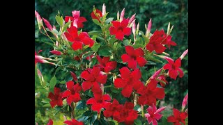 HOW TO GROW AND CARE FOR MANDEVILLA FLOWERS VINE PLANT - BY SUNNY SWIRL