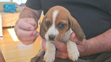 BUTTONS de Beagle - Molly teefje chip 647 - BESCHIKBARE PUPPY