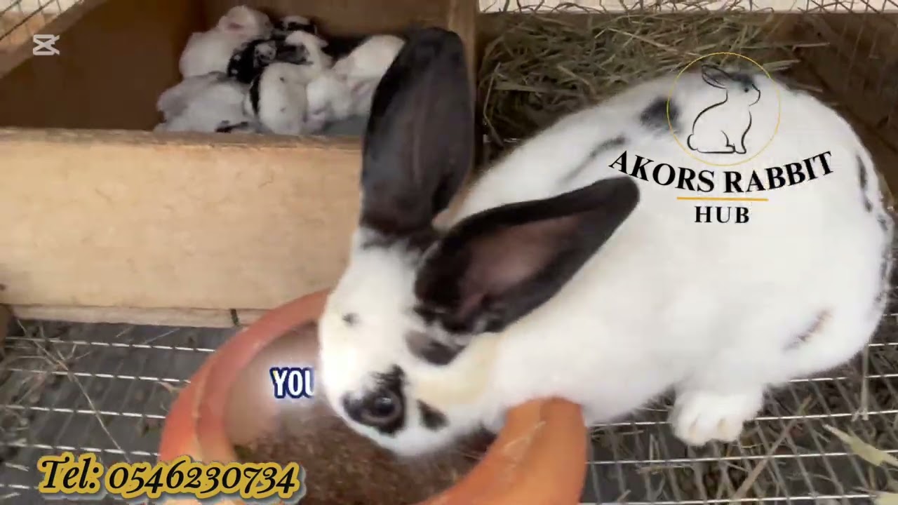 AKORS RABBIT PERSONALITY PROFILE