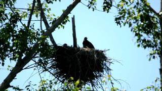 Eaglets Relaxin' June 05 10 (1 min).AVI