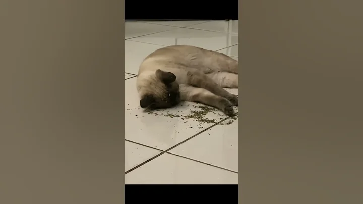 Watch the video about What Makes Siamese Cats Crazy for Catnip? 🐱 #shorts