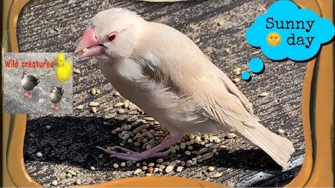 Wild creatures and a three months old Java Finch in his molting stage