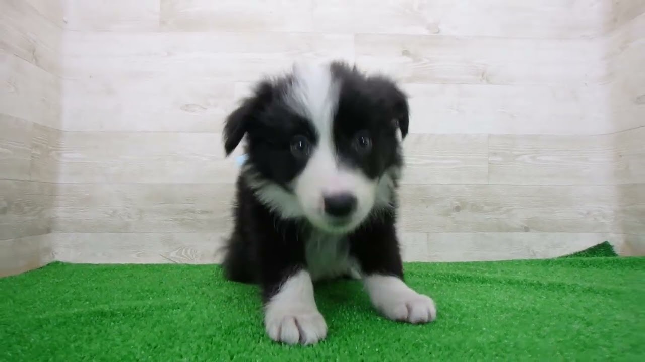 Coo&RIKU No.00748621 ボーダーコリー - YouTube