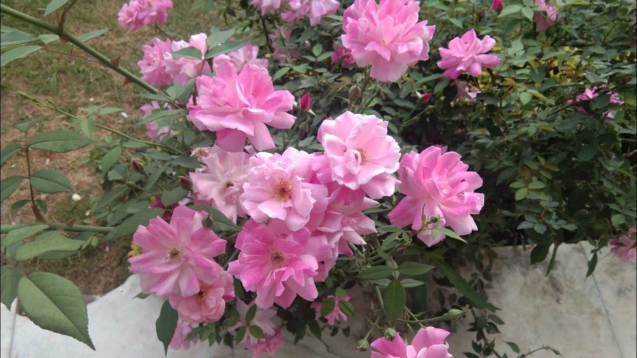 How to care BUTTON🌸MINIATURE ROSE Plant🌸🌸🌹 - YouTube