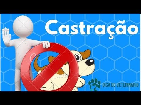 Vídeo: Benefícios E Riscos Para A Saúde De Cães Esterilizantes E Castrados