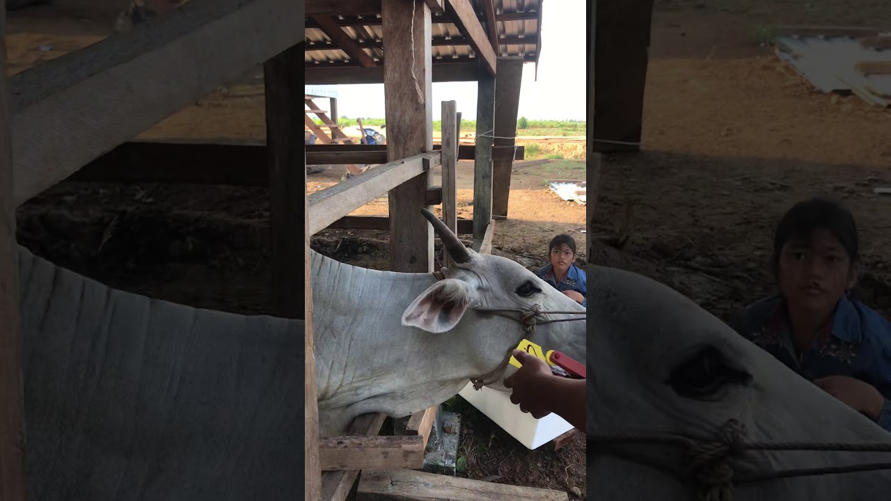 ears tags cows កឹបត្រចៀកគោដាក់លេខកូដ