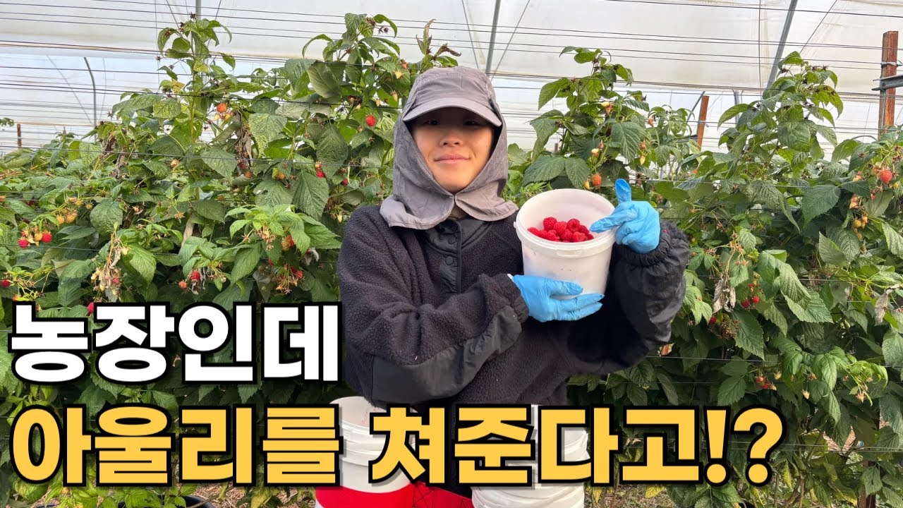 호주 농장계의 삼성 코스타 라즈베리 정보_[🇦🇺호주워홀2-07]