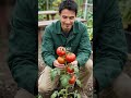 Plants That Survived Chernobyl Are Now Growing Food in Deserts