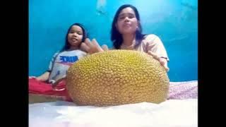 PERTAMA KALI MENDAPAT BUAH NANGKA YANG FERFCK DAN SEMPURNA
