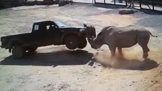 RHINO ATTACKING (( TRUCKS , BUSES , ANIMALS  AND HUMANS )) PART 1
