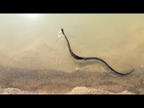 Texas Chicken or Rat Snake Release Into Pond After Eating Two Chicken Eggs