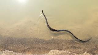 Texas chicken or rat snake release into ...
