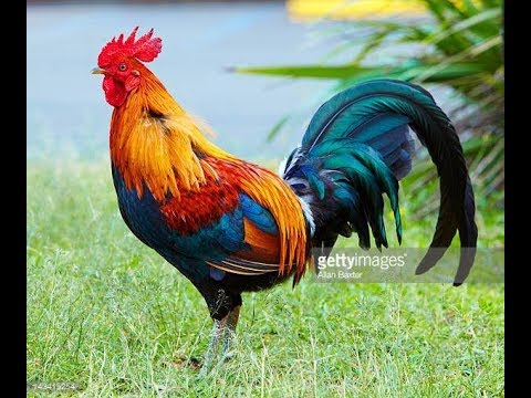 Rooster Pictures 8