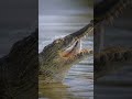 Fun Fact Crocodiles Cant Stick Their Tongue Out
