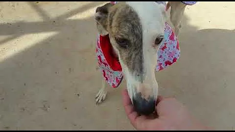 Jenny's Hundejckchen in Villena #1
